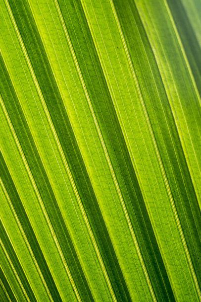 ココナッツの葉、光と影、抽象的な - 写真・画像
