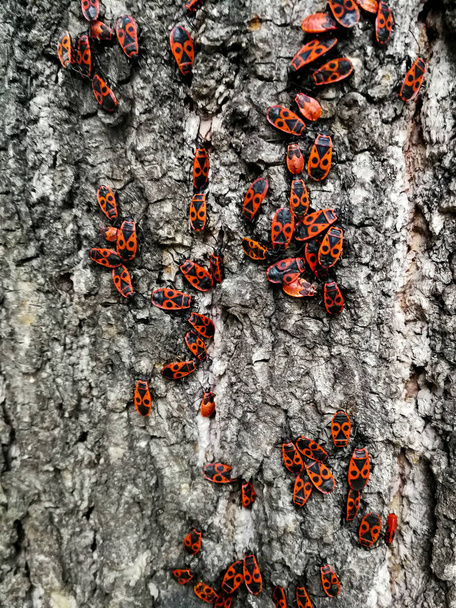 Red beetles on the bark of a tree - Photo, Image