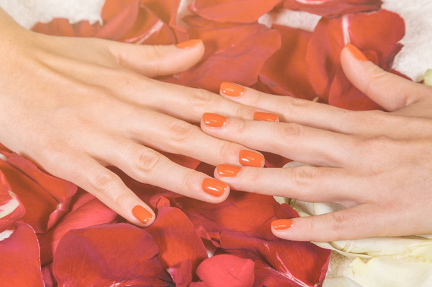 Mani con unghie rosse sui petali di rosa
 - Foto, immagini