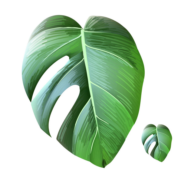 tropical leaves vector set - Vector, afbeelding