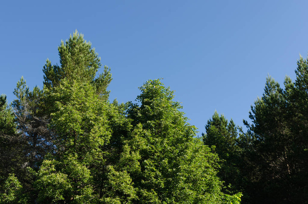 trees and blue sky, thick foliage - Foto, afbeelding