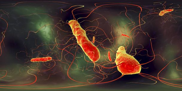 Clostridium difficile bacteriën, 360 graden sferisch panorama uitzicht - Foto, afbeelding