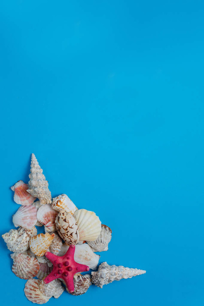 Exotische Seashell stapel tropische samenstelling platte lay - Foto, afbeelding