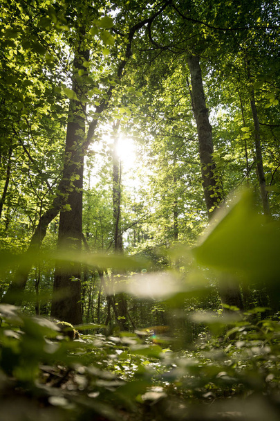 Beeindruckende Bäume im Wald. frische grüne Blätter und Sonnenschein, - Foto, Bild