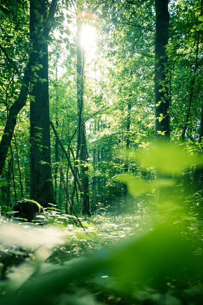 Indrukwekkende bomen in het bos. Verse groene bladeren en zon, - Foto, afbeelding
