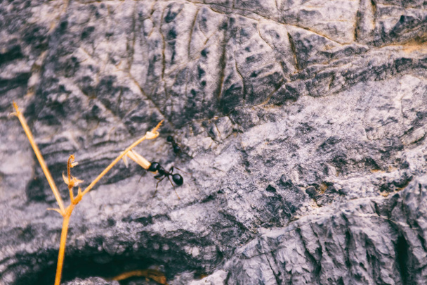 ant on stone, selective focus  - Foto, Imagem