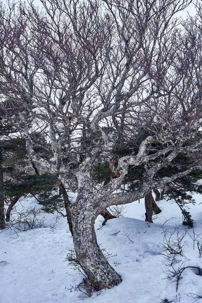 Зимнее дерево на вершинах горы Ханлла на острове Чеджу, Южная Корея
 . - Фото, изображение