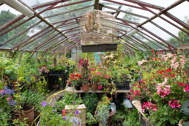 Colourful greenhouse full of potted plants - Photo, Image