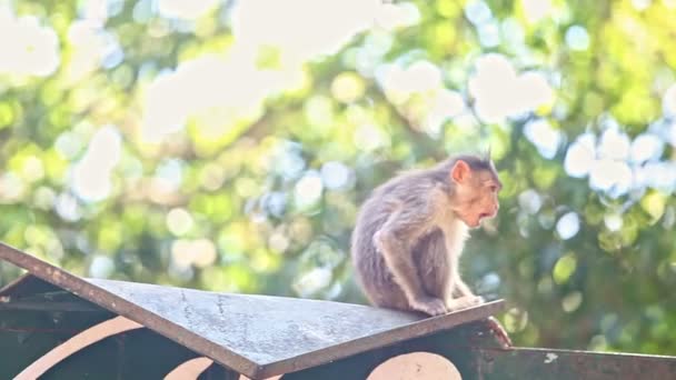 closeup monkey sits turns around close face with hands in tree shade on iron sheet in Indian tropical park - Footage, Video