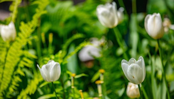 Bílé tulipány na rozmazaném přírodním pozadí, slunečný jarní den - Fotografie, Obrázek