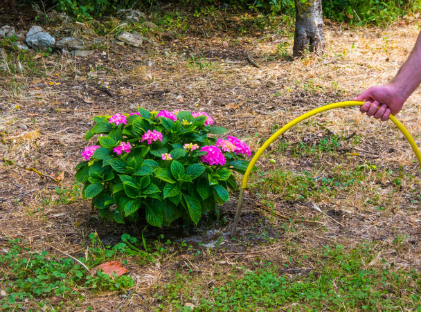 Hand watering a plant in a garden - Фото, зображення