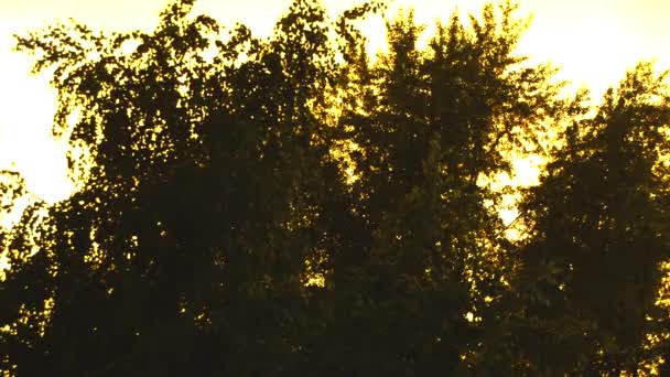 goldenes Sonnenuntergangslicht scheint durch das Laub der Bäume, Gegenlicht, altes Haus, in der Ferne das Panorama der Dächer der Stadt - Filmmaterial, Video