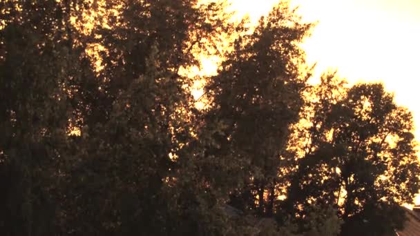 goldenes Sonnenuntergangslicht scheint durch das Laub der Bäume, Gegenlicht, altes Haus, in der Ferne das Panorama der Dächer der Stadt - Filmmaterial, Video