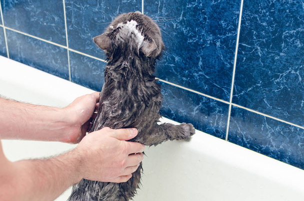 Baignade d'un chat gris dans la salle de bain - Photo, image