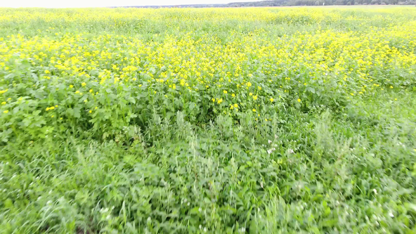 Shooting of flight of drone over field of mustard. Flower fields. Aerial photography from the drone. - Footage, Video
