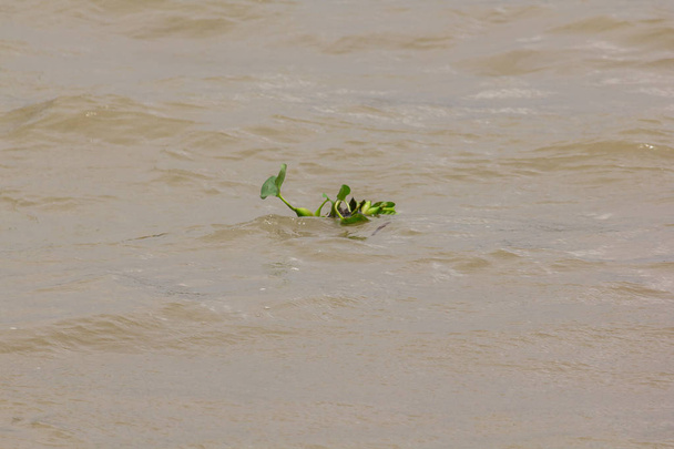 Jacinthe d'eau flottant dans la rivière Peut vivre dans toutes les conditions d'eau
 - Photo, image