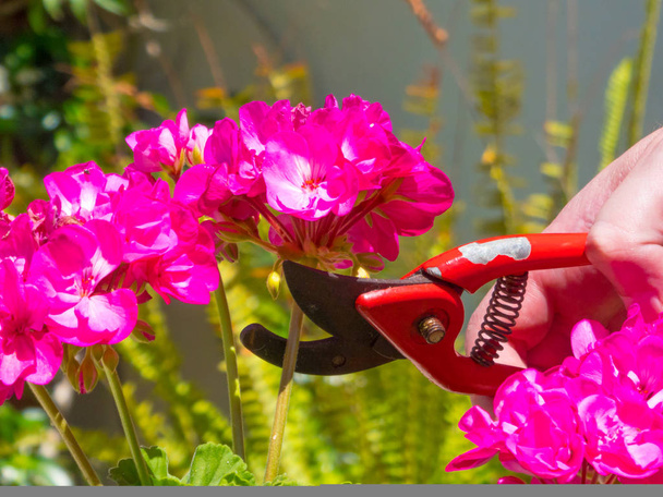 hand using a shears in a garden - Foto, Imagen