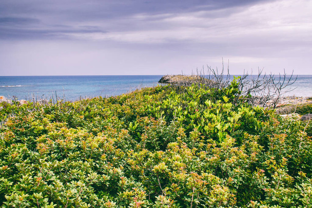 кустарники на фоне моря
 - Фото, изображение