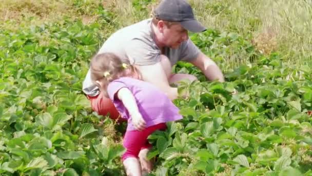 Muž a malá holčička sbírají zralou červenou zahradní jahodu do koše. Rodinné farmy, zahradování. Otec dával bobule dceři, a ona ho dala do terénu. Přilákání dítěte do zemědělství, sklizeň v letním dni. Vybírání plodů společně - Záběry, video