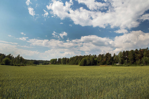 Rye field   in  Finland - Foto, Imagen