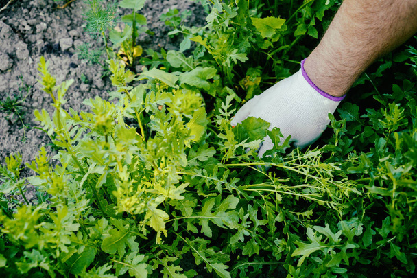 Вирощування овочів, догляд за грядками
 - Фото, зображення
