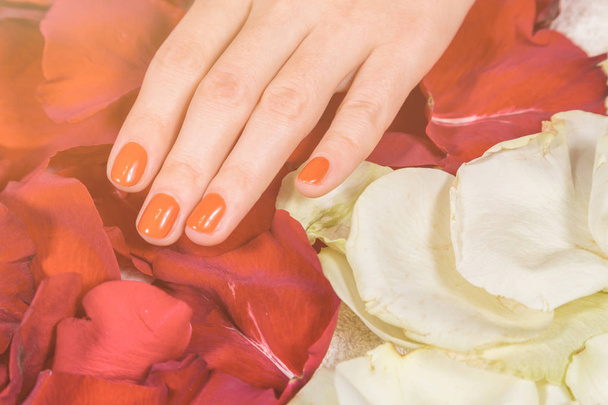 Mains avec des ongles rouges sur les pétales de rose
 - Photo, image