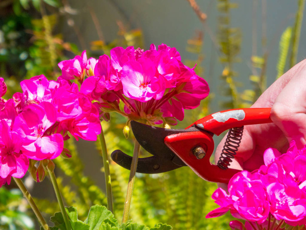 hand using a shears in a garden - Foto, Imagen