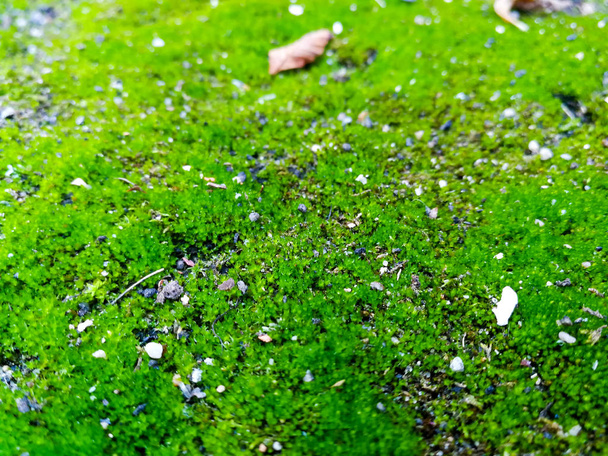 зеленый мох близко
 - Фото, изображение