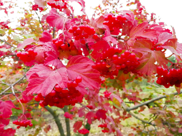 baies de frêne de montagne aux feuilles rouges
 - Photo, image