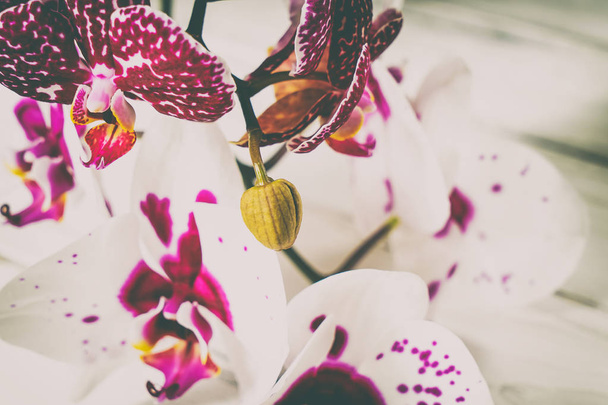 Orchids on a wooden background - Zdjęcie, obraz