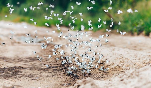 beaucoup de papillons chou blanc volent à la journée ensoleillée d'été
 - Photo, image