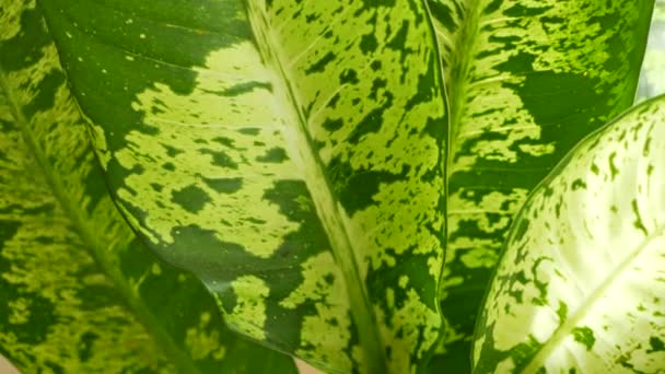 Ściana liści banana. Duże tropikalne świeże zielone liście banana. Naturalne tropikalne egzotyczne tło - Materiał filmowy, wideo