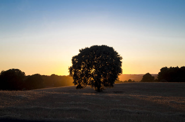 Olivo isolato con sfondo chiaro al tramonto
 - Foto, immagini