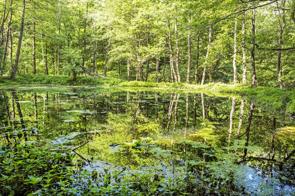 Opadavý Les se odráží v jezeře, na Slovensku. Sezónní Natura - Fotografie, Obrázek