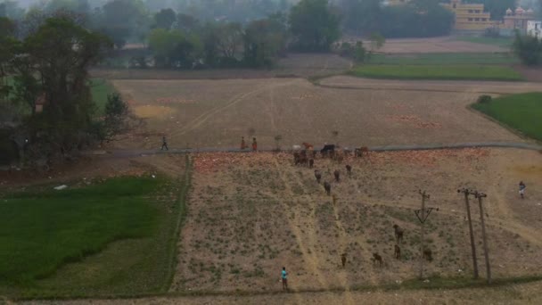 India picturesque beautiful agricultural fields, 4k aerial drone footage - Séquence, vidéo