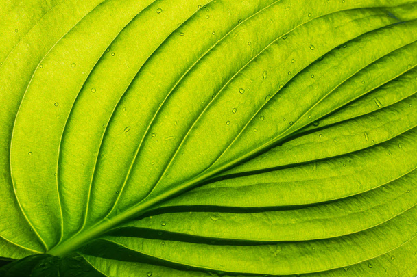 Textura de hoja verde como fondo - Foto, Imagen