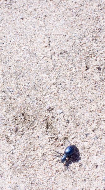 Besouro à terra em sund, foto macro
 - Foto, Imagem