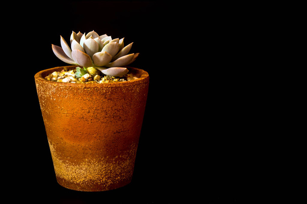 Šťavnaté rostliny Echeveria Orion v Hlinné nádobě - Fotografie, Obrázek