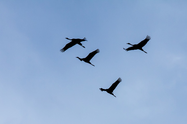 gólyák - Fotó, kép