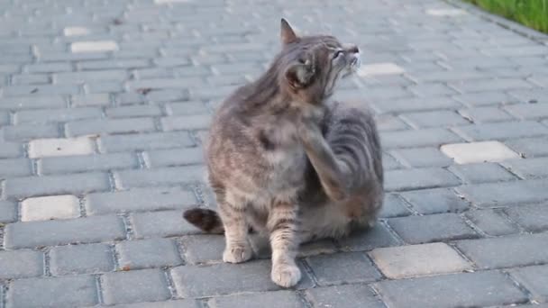 Άστεγος ενήλικος ριγέ γκρίζα γάτα έγλειψε στο δρόμο κατά τη διάρκεια της ημέρας - Πλάνα, βίντεο