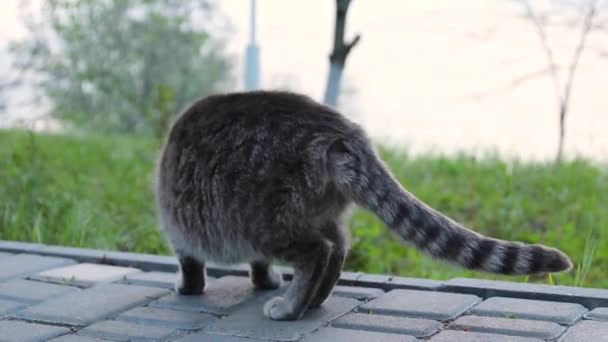 Straat grijze kat wassen in de ochtend buiten - Video