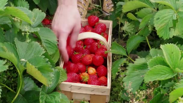 Person hand put down red ripe garden strawberries to wood basket in green leaves. Man harvesting berries to prickle at summer day. Agriculture. Family farm, gardening strawberry in field. Picking fruits manually - Footage, Video