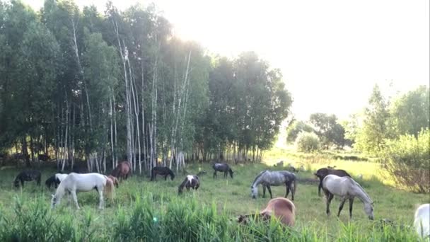 Hevoset laiduntavat vihreällä pellolla. Hevoslauma kävelee niityllä nurmikon läpi.
. - Materiaali, video