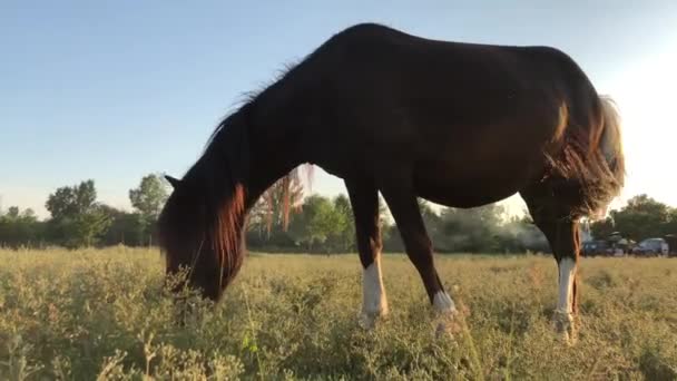 A ló sétál egy zöld területen. Egy mén egy rétben Hores. - Felvétel, videó