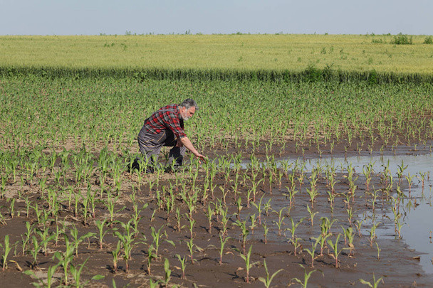 Agricultural scene, farmer in corn field after flood - Fotografie, Obrázek