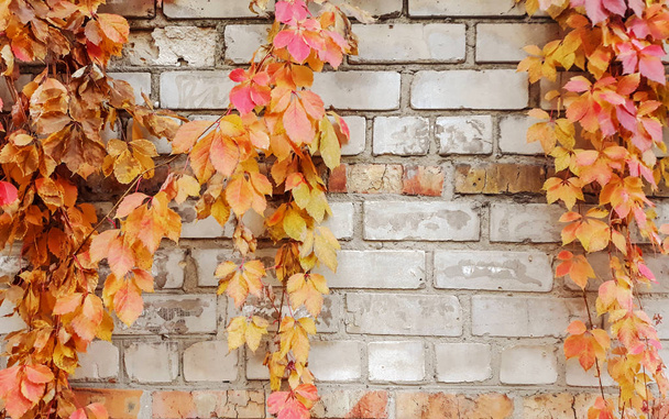 Leaves of ivy covering the wall. Old wall. Stone wall with ivy for background or texture. Autumn. - Photo, Image
