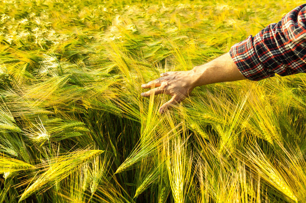 Agricultor en un campo de trigo dorado. Concepto de cosecha
 - Foto, imagen