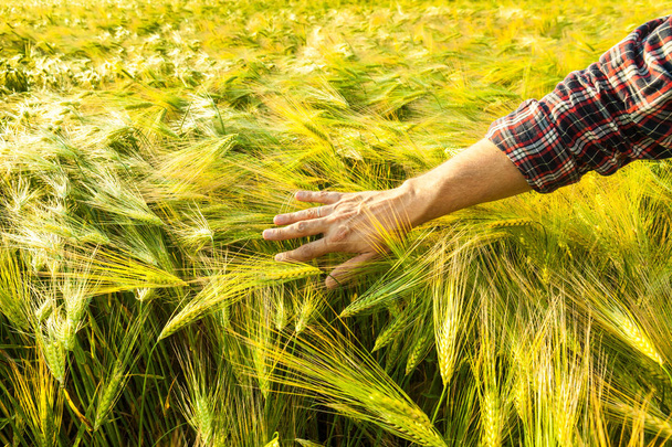 Bauer in einem goldenen Weizenfeld. Erntekonzept - Foto, Bild