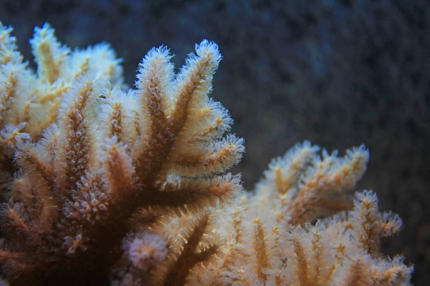 Nahaufnahme schöner Korallen im Aquarium - Foto, Bild