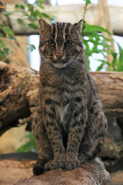 Enorme gato salvaje sentado en piedra
 - Foto, imagen